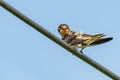 Barn Swallow perching on electrical wire looking into a distance Royalty Free Stock Photo