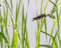 A Barn Swallow perching Royalty Free Stock Photo