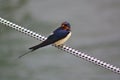 Barn swallow perching on a mooring line Royalty Free Stock Photo