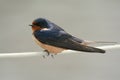 Barn Swallow Perching On Wire Royalty Free Stock Photo
