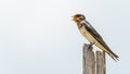 Barn Swallow perching on wood stump Royalty Free Stock Photo