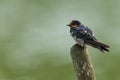 Barn Swallow perching on wood stump Royalty Free Stock Photo