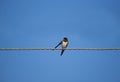 Barn swallow with raised wing sits on the wire and looks at the