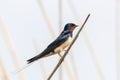 Barn Swallow on a Reed Hirundo rustica Royalty Free Stock Photo