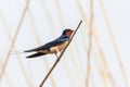 Barn Swallow on a Reed Hirundo rustica Royalty Free Stock Photo