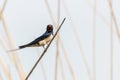 Barn Swallow on a Reed Hirundo rustica Royalty Free Stock Photo