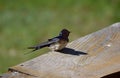 Barn swallow resting on the fence Royalty Free Stock Photo