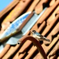 barn swallow with shiny feathers sits on rusty pipe of old farmhouse with red roof tiles Royalty Free Stock Photo