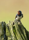 Barn Swallow singing from a pole Royalty Free Stock Photo