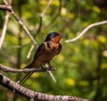 Barn Swallow singing while perched on a tree branch in the morning. Royalty Free Stock Photo