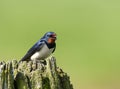 Barn Swallow singing from a pole in the Netherlands Royalty Free Stock Photo