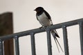 Barn swallow sits on iron fence Royalty Free Stock Photo
