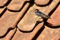 barn swallow sits on the roof with red roof tiles of an old farm Royalty Free Stock Photo