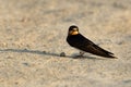 The barn swallow is small bird with blue upperparts and long deeply forked tail