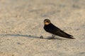 The barn swallow is small bird with blue upperparts and long deeply forked tail