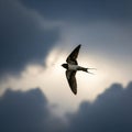 Barn Swallow Soaring in Dramatic Sky with Dark Clouds and Backlit Sunlight Royalty Free Stock Photo