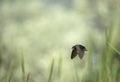 Barn swallow soars above a blurred waterside. Royalty Free Stock Photo