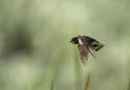 Barn swallow soars above a blurred waterside. Royalty Free Stock Photo