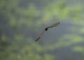 Barn swallow soars above a blurred waterside. Royalty Free Stock Photo