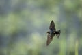 Barn swallow soars above a blurred waterside. Royalty Free Stock Photo