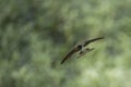Barn swallow soars above a blurred waterside. Royalty Free Stock Photo