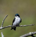 A Barn Swallow #1 Royalty Free Stock Photo