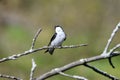 A Barn Swallow #2 Royalty Free Stock Photo