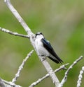 A Barn Swallow #3 Royalty Free Stock Photo