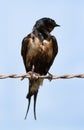 Barn swallow with sticky oil all over feather
