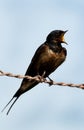 Barn swallow with sticky oil on feather calling
