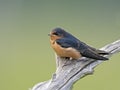 Barn Swallow on Tree