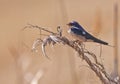 A Barn Swallow on a twig Royalty Free Stock Photo