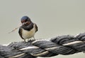 Barn swallow with twig Royalty Free Stock Photo