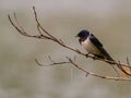 Barn swallow on a twig in the rain Royalty Free Stock Photo