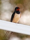 Barn swallow waiting Royalty Free Stock Photo