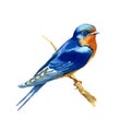 Barn Swallow Watercolor Bird Illustration Hand Painted