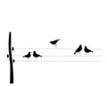 Birds on wire, vector. Electricity poles with birds on wire, illustration. Wall decals, wall art work