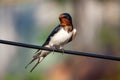 Barn swallow on A wire Royalty Free Stock Photo