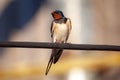 Barn swallow on A wire Royalty Free Stock Photo