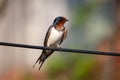 Barn swallow on A wire Royalty Free Stock Photo