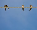 Barn Swallows