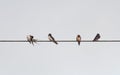 Barn Swallows