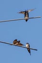 Barn swallows on antenna, sky background Royalty Free Stock Photo