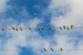 Barn Swallows