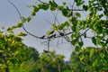 Barn Swallows Birds Gathered Together on a Tree Branch with Green Leaves