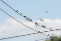 Barn swallows on electrical wires Royalty Free Stock Photo