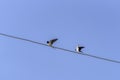 Barn swallows flying, Hirundo rustica, with blue sky and blue background. Flying together. Royalty Free Stock Photo