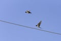 Barn swallows flying, Hirundo rustica, with blue sky and blue background. Flying together. Royalty Free Stock Photo