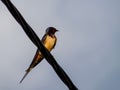 Barn swallows Hirundo rustica perched on an electricity cable