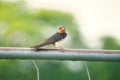 A Barn Swallows Perched on a Metal Fence with Green Foliage in Background